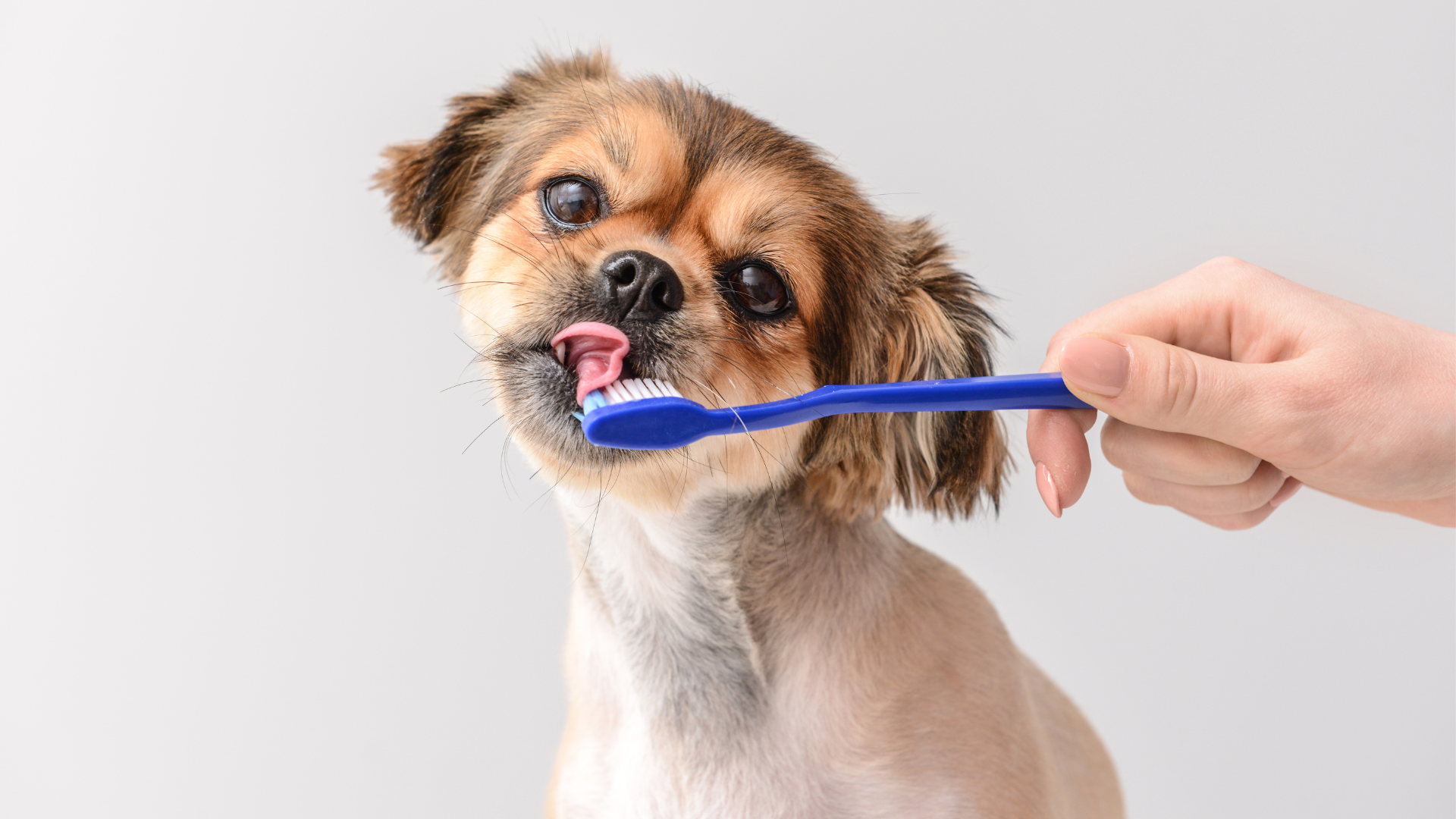 Pet Dental Care