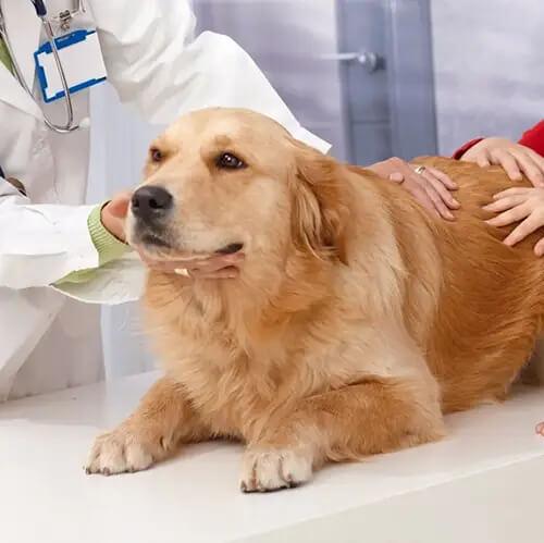 laser-therapy
