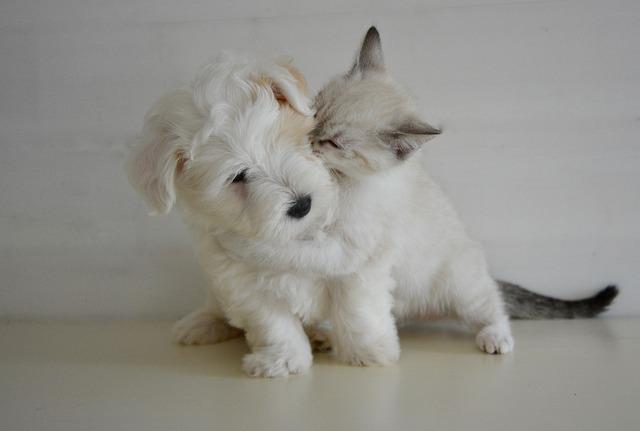 puppy and kitten